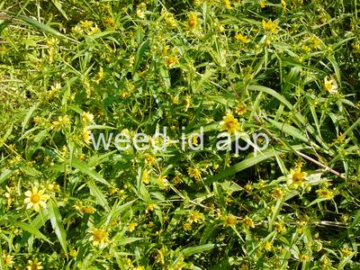 beggarticks, nodding