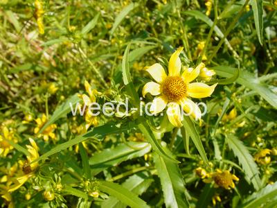 beggarticks, nodding