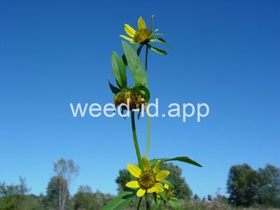 beggarticks, nodding