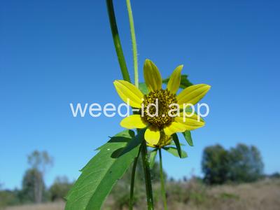 beggarticks, nodding