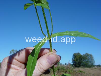 beggarticks, nodding