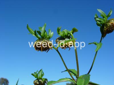 beggarticks, nodding