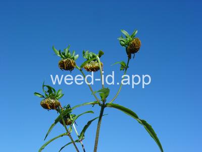 beggarticks, nodding