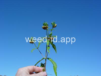 beggarticks, nodding