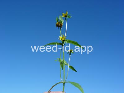 beggarticks, nodding