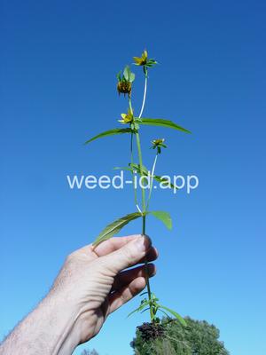 beggarticks, nodding