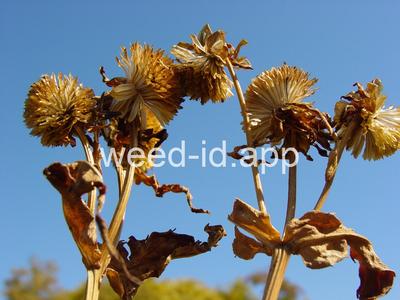 beggarticks, nodding