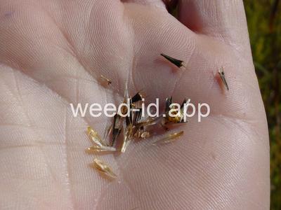 beggarticks, nodding