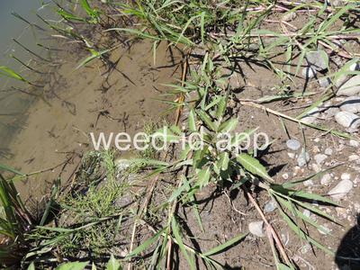 beggarticks, nodding