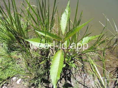 beggarticks, nodding