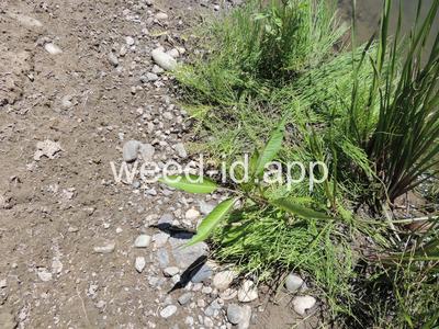 beggarticks, nodding