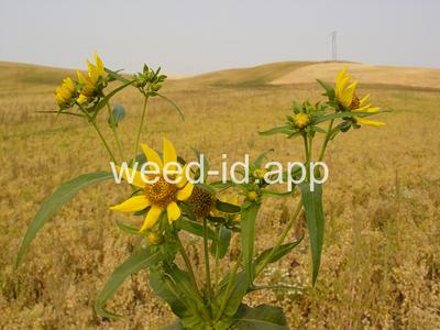 beggarticks, nodding