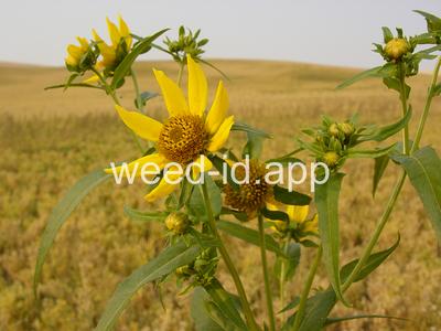 beggarticks, nodding