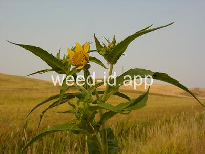 beggarticks, nodding