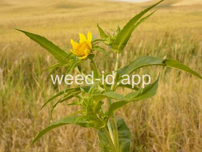 beggarticks, nodding