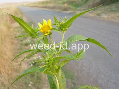 beggarticks, nodding