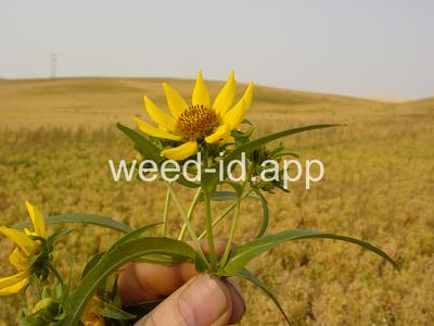 beggarticks, nodding