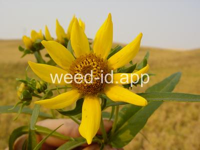 beggarticks, nodding