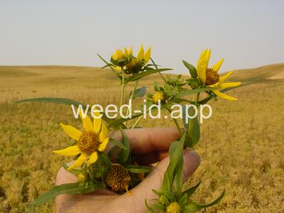 beggarticks, nodding