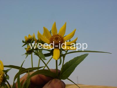 beggarticks, nodding