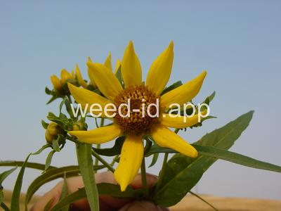 beggarticks, nodding