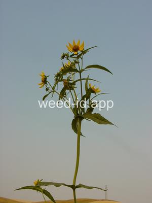 beggarticks, nodding