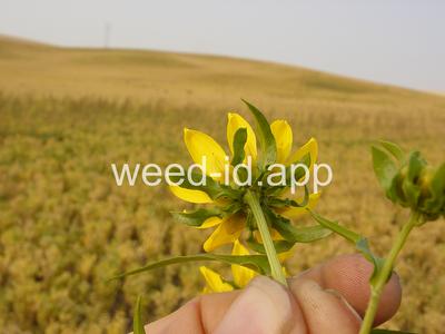 beggarticks, nodding