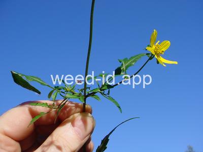Bidens mitis