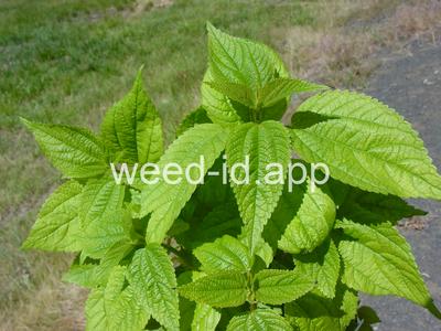 nettle, false