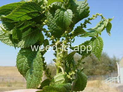 nettle, false