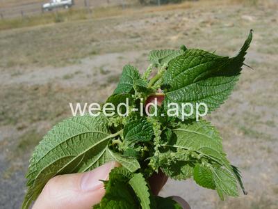nettle, false