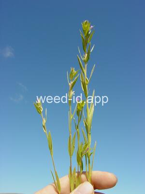 Boisduvalia densiflora