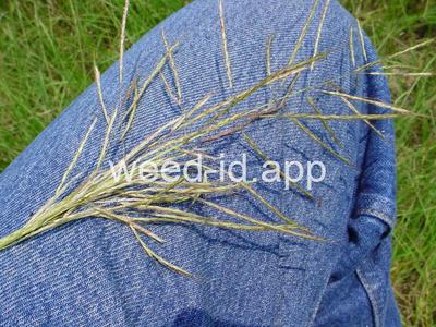 Bothriochloa bladhii