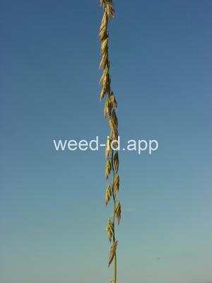 Bouteloua curtipendula