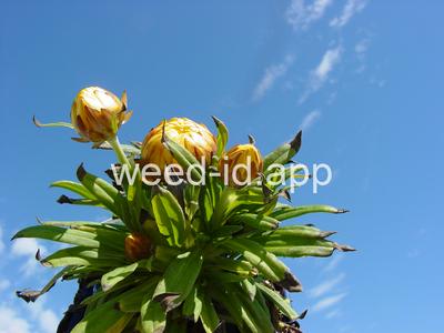 Bracteantha bracteata