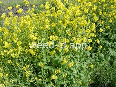 Brassica campestris
