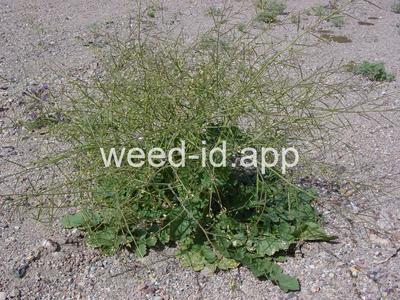 Brassica tournefortii