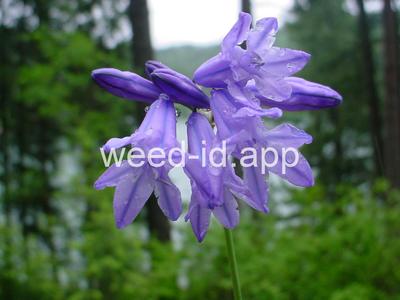 Brodiaea douglasii