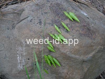 Bromus brizaeformis
