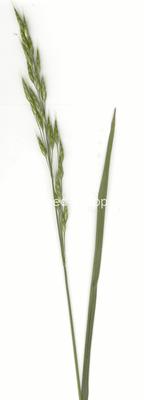 Bromus commutatus