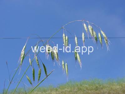 Bromus japonicus