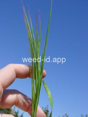 Bromus rigidus