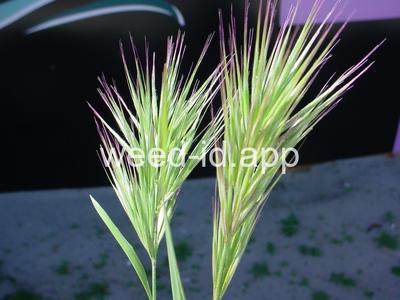 Bromus rubens