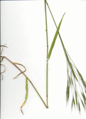 Bromus sterilis
