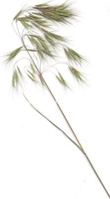 Bromus tectorum