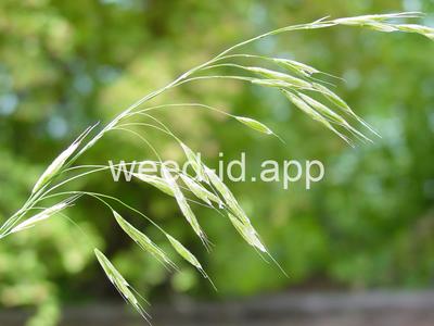 Bromus vulgaris