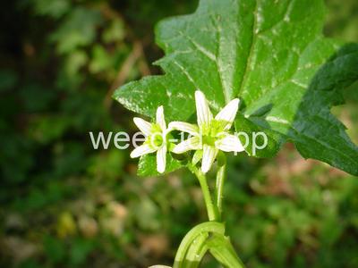 bryony, white