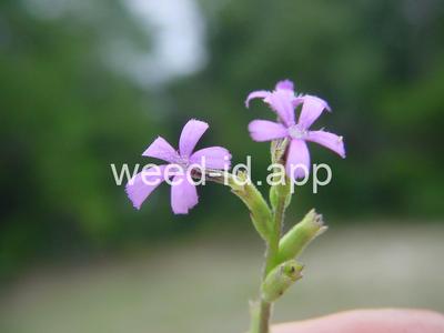 Buchnera americana
