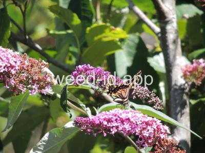 butterfly-bush
