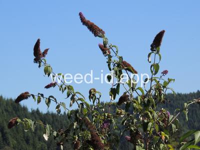 butterfly-bush